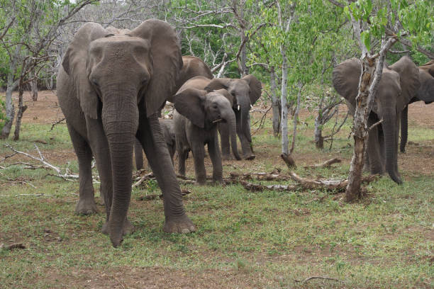 istock Elephant`s at Northern Tuli Region, Botswana 1281973885