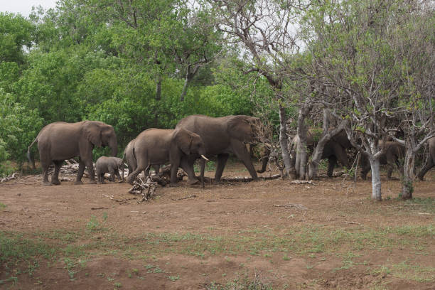 istock Elephant`s at Northern Tuli Region, Botswana 1281973965