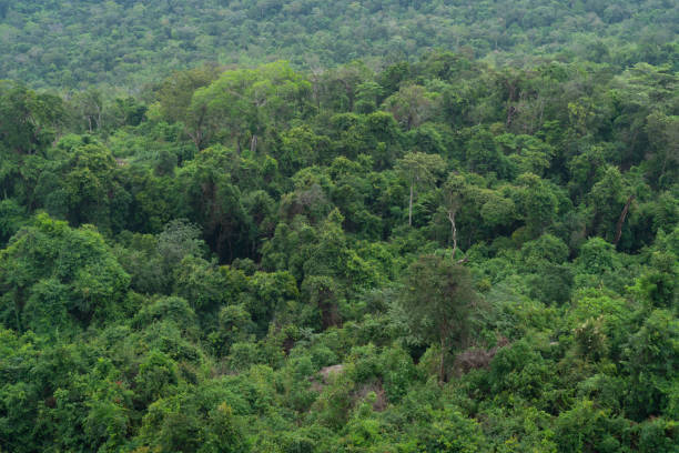 istock Fog covering a mountain covered in trees and plants,rainforest tropical background 1281974273