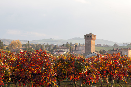Foliage 2020 on the hills in Castelvetro di Modena (Italy). Castelvetro di Modena is the capital of Lambrusco Grasparossa Vineyard, one of the best quality of Lambrusco wine.