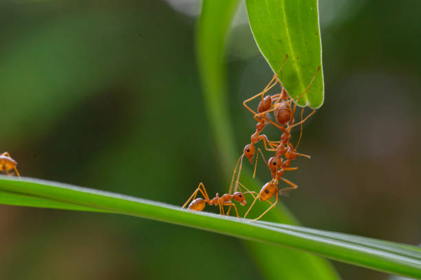 Ant action standing.Ant bridge unity team,Concept team work together