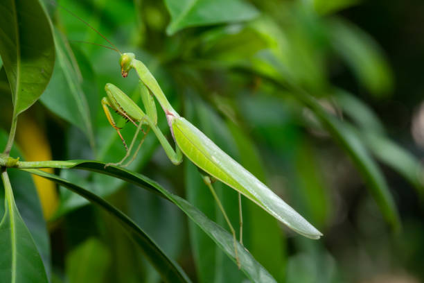 istock Female European Mantis or Praying Mantis, Mantis religiosa, on leaf 1281975595