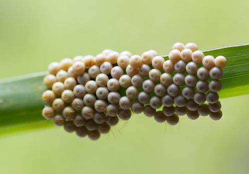 insect eggs on green leaf