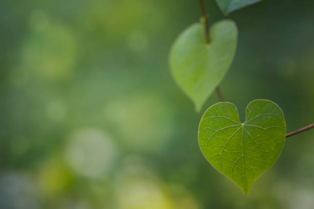 istock Romantic tree shape with heart shaped leaves, green leaf heart shape. 1281977563