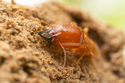 termites damage home, macro close up termites in anthill