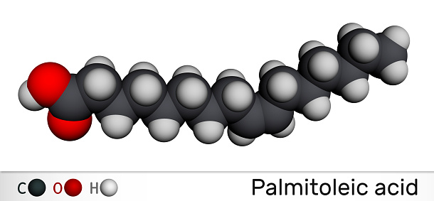 Palmitoleic acid, palmitoleate molecule. It is an omega-7 monounsaturated fatty acid. Molecular model. 3D rendering
