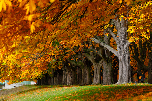 Footpath with old chestnuts in the city forest (Stadtwald) of Cologne