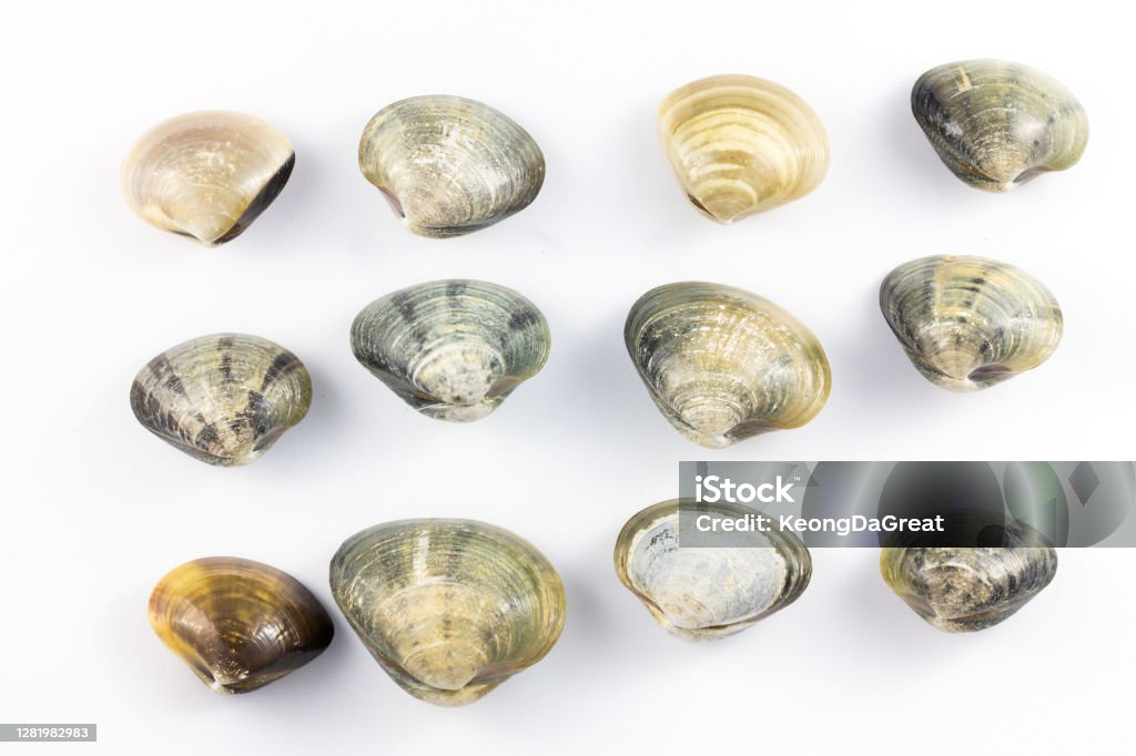 Clam Real Real Raw Clam With Isolated White Background Stock Photo - Download ...