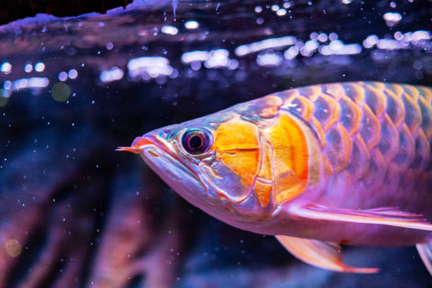 Indonesia Red Blood Arowana Fish view in close up in an aquarium Indonesia Red Blood Arowana Fish view in close up in an aquarium gold arowana stock pictures, royalty-free photos & images