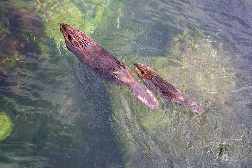 River Otters ( Lontra canadensis ) playing at waters edge in a pond. At a game farm in Montana, with captive animals in natural settings. Property released.