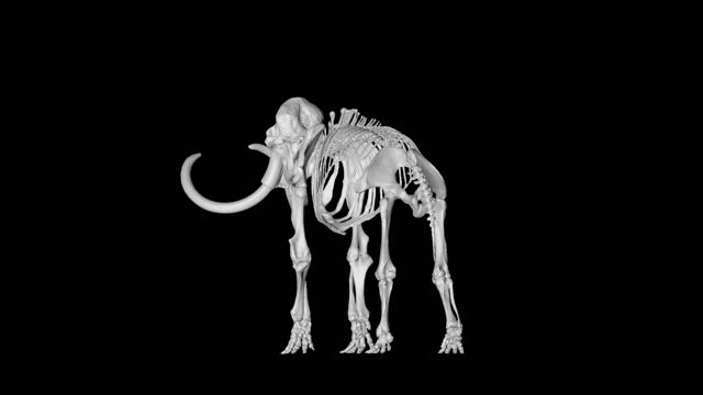 Skeleton mammoth elephant gyrating on black background