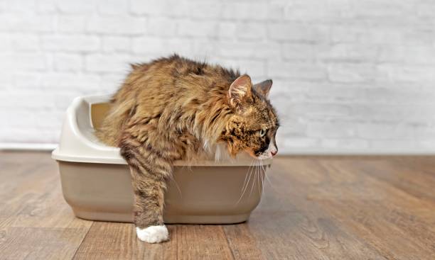 istock Cute longhair cat going out of a Litter box. Panramic image with copy space. 1281983650