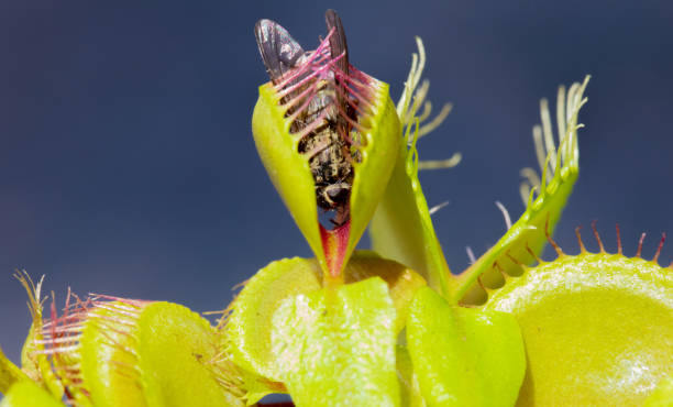 Las Plantas Carnivoras - Banco de fotos e imágenes de stock - iStock Las Plantas Carnivoras - Banco de fotos e imágenes de stock - iStock