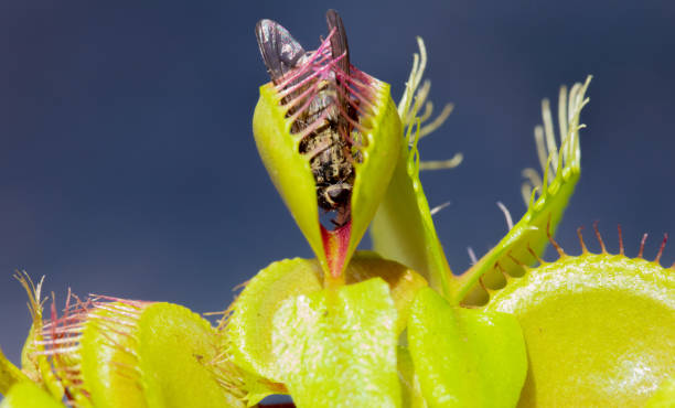 Venus Flytrap with fly A Venus Flytrap with a Fly in its grasp carnivorous stock pictures, royalty-free photos & images