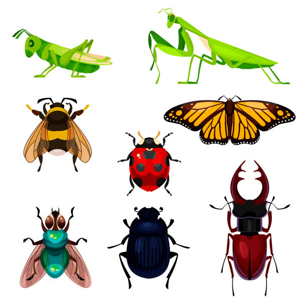 illustrazioni stock, clip art, cartoni animati e icone di tendenza di cartoon color different insects icons set. vettore - grasshopper
