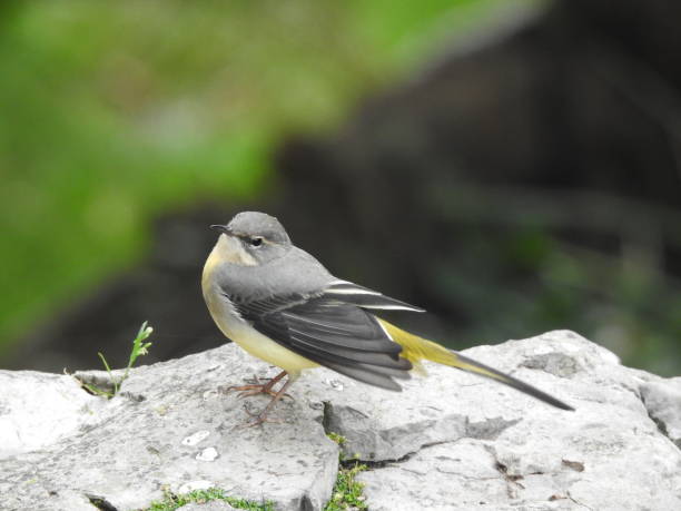 istock Close-up side view of Grey Wagtail that is facing left with a slightly-open wing and it's beak pointing upwards 1281986949