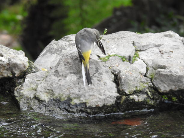 istock Rear view of Grey Wagtail preening the underside of one wing 1281986991