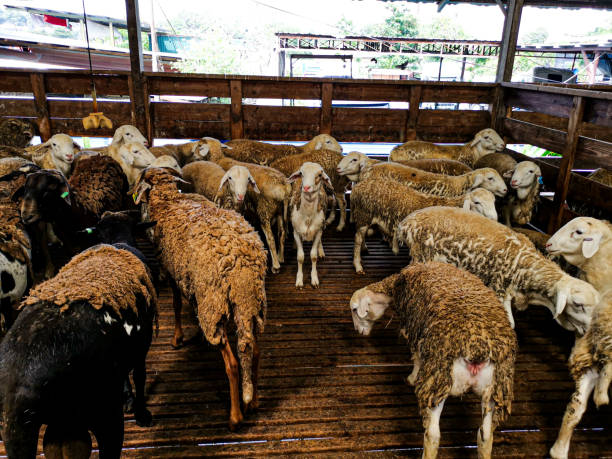 istock sheep in the slaughterhouse 1281986993