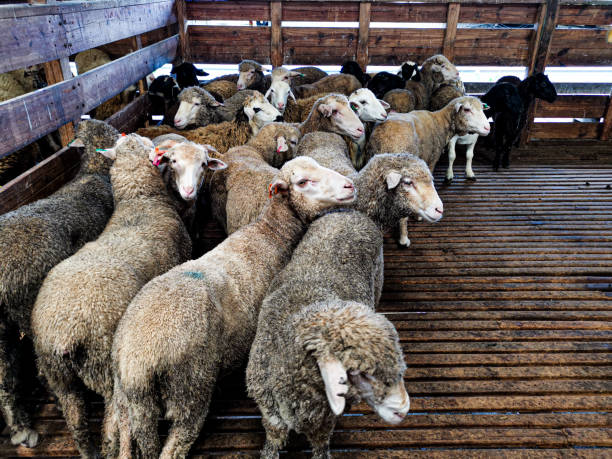 istock sheep in the slaughterhouse 1281986994