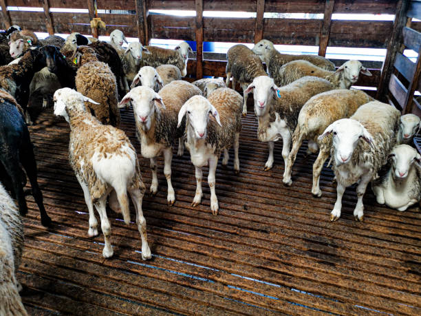 istock sheep in the slaughterhouse 1281987016