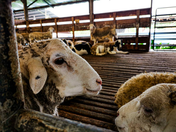 istock sheep in the slaughterhouse 1281987026