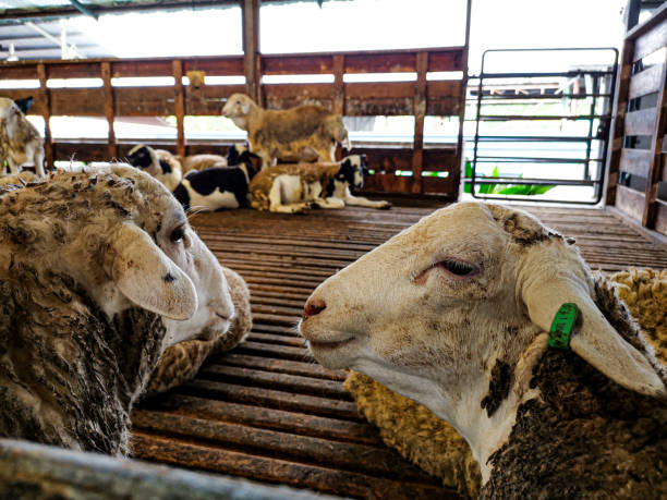 istock sheep in the slaughterhouse 1281987051