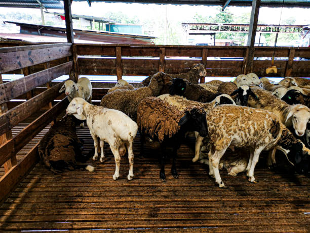 istock sheep in the slaughterhouse 1281987056