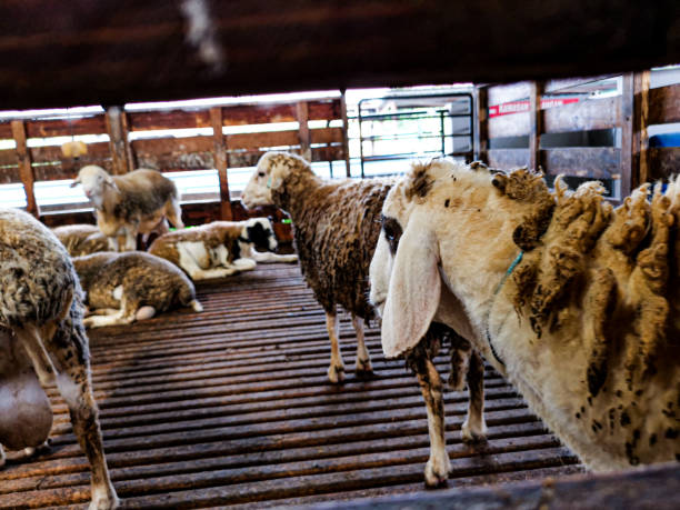 istock sheep in the slaughterhouse 1281987075