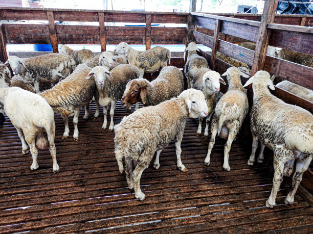 istock sheep in the slaughterhouse 1281987088