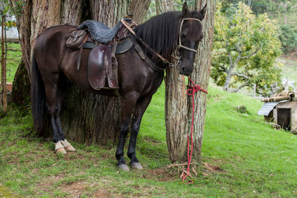 istock Beautiful saddled black horse; attached to a tree. 1281988028