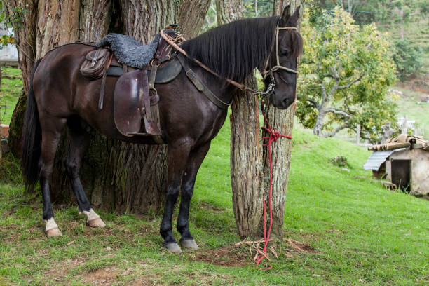 istock Beautiful saddled black horse; attached to a tree. 1281988087