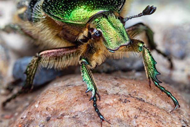istock Close-up macro of Green rose chafer beetle (Cetonia aurata) 1281990411