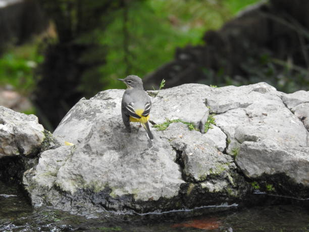 istock Rear view of Grey Wagtail that is looking towards the left while perching on a large rock 1281991794