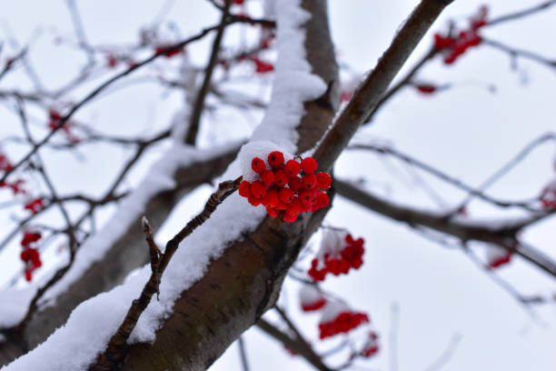 istock Clusters of red mountain ash in the snow on a tree 1281992101