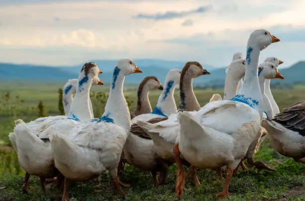 Photo of Group geese march against the landscape stock photo
