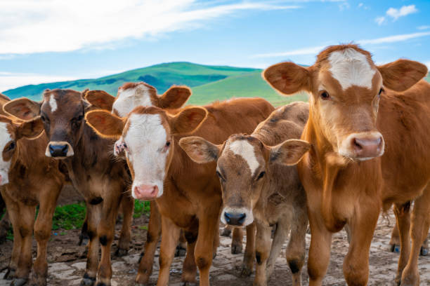 istock the sweet faces of the cows lined up 1281992132