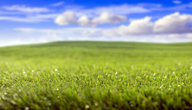 istock Green grass field, small hills and blue cloudy sky background. 1281992360