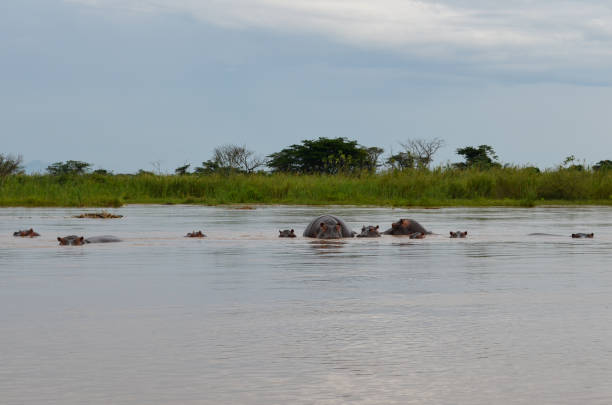 istock Hippos in Rusizi Nature Reserve, Burundi 1281993712