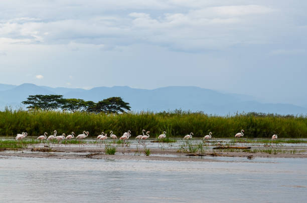 Flamingos in Rusizi Nature Reserve, Burundi Flamingos standing in shallow water in the Rusizi River in the Rusizi Nature Reserve outside Bujumbura, Burundi burundi east africa stock pictures, royalty-free photos & images
