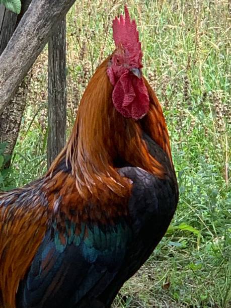 istock beautiful, colorful, proud rooster 1281994457