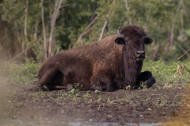 istock American Bison roaming the grasslands. 1281994478