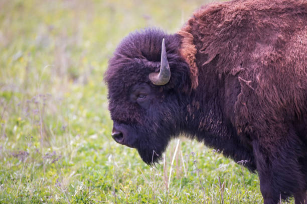 istock American Bison roaming the grasslands. 1281994494