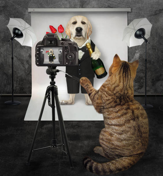 istock Cat takes photo dog in suit 1281994535