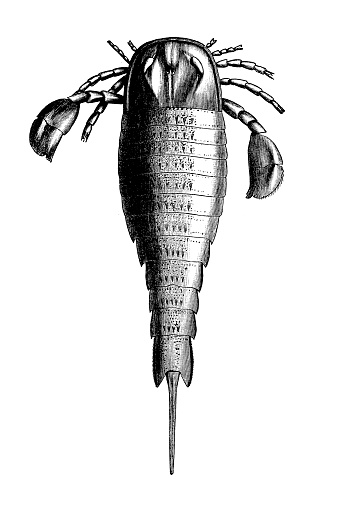 Illustration of a Eurypterus is an extinct genus of eurypterid, a group of organisms commonly called 