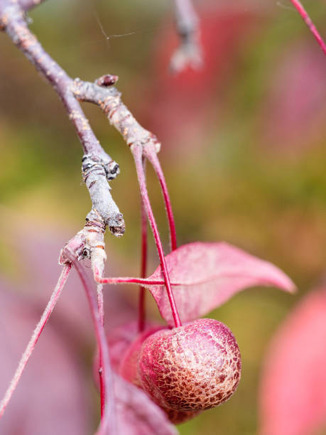 istock little ripe red fruit of crab apple tree close up 1281994576