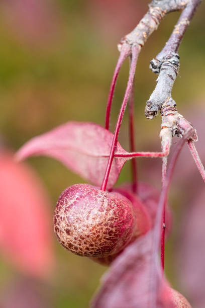 istock ripe red fruit of crab apple tree with dried peel 1281994595