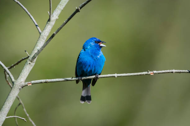 istock Indigo bunting, male singing 1281994635