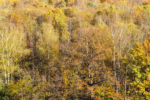 above view of colorful deciduous forest on sunny autumn day