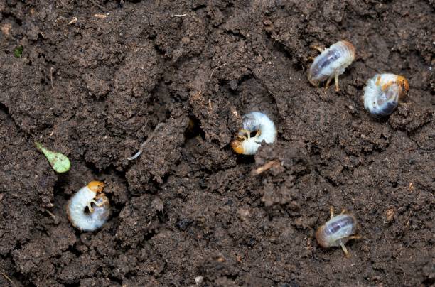 istock Chafer grubs emerging from a damaged Doncaster garden lawn. 1281994749