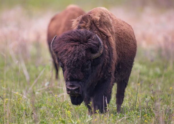 istock American Bison roaming the grasslands. 1281994750